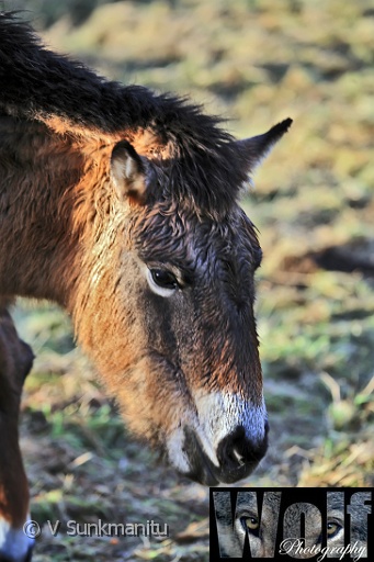 Mongolian Wild Horse 005 copyright Villayat Sunkmanitu.jpg